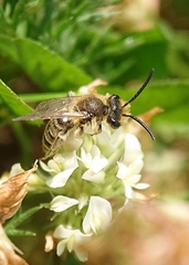 Andrena
