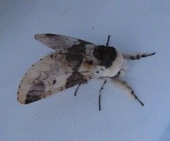 Furcula scolopendrina