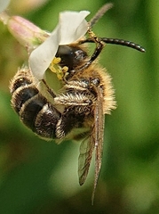 Andrena