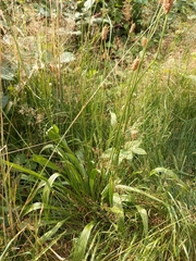 Plantago lanceolata