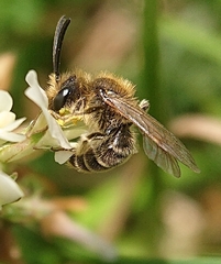 Andrena
