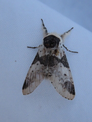 Furcula scolopendrina