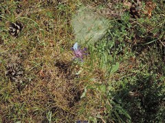 Centaurea graminifolia