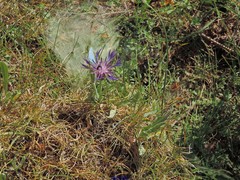 Centaurea graminifolia