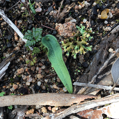 Glossodia major