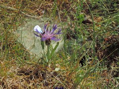 Centaurea graminifolia