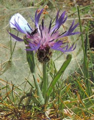 Centaurea graminifolia