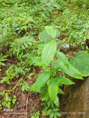 Cryptolepis buchananii