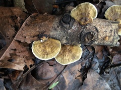 Inonotus rodwayi