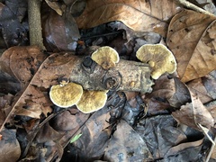 Inonotus rodwayi
