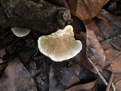 Inonotus rodwayi