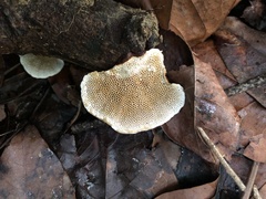 Inonotus rodwayi
