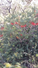Melaleuca torulosa
