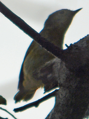 Leiothlypis ruficapilla