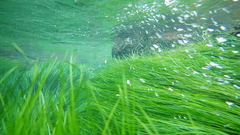 Eriocaulon tonkinense
