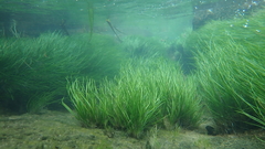 Eriocaulon tonkinense