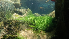 Eriocaulon tonkinense
