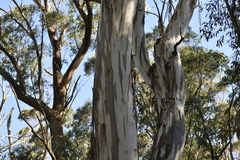 Eucalyptus nobilis