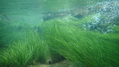 Eriocaulon tonkinense