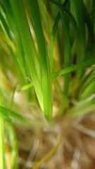 Eriocaulon tonkinense