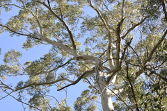Eucalyptus nobilis