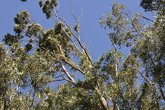 Eucalyptus nobilis