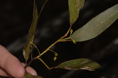 Eucalyptus nobilis