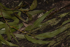 Eucalyptus nobilis