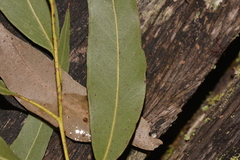 Eucalyptus nobilis