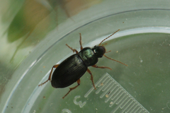 Ophonus laticollis