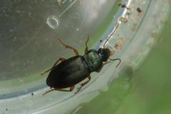 Ophonus laticollis