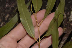 Eucalyptus nobilis