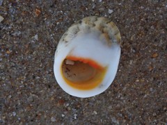 Nerita erythrostoma