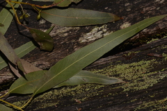 Eucalyptus nobilis