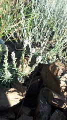 Ptilotrichum canescens