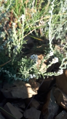 Ptilotrichum canescens