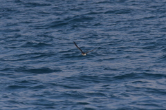 Puffinus gavia