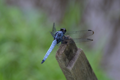 Orthetrum melania