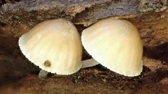 Mycena subgalericulata