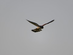 Falco tinnunculus