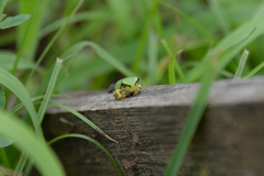 Hyla japonica