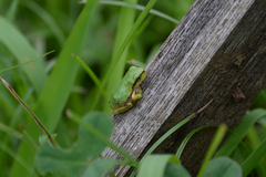 Hyla japonica