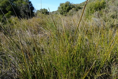 Schoenoplectus scirpoides