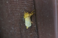 Narosoideus flavidorsalis