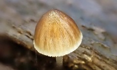 Mycena subgalericulata