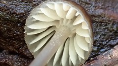 Mycena subgalericulata