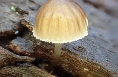 Mycena subgalericulata