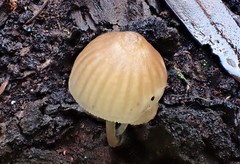Mycena subgalericulata