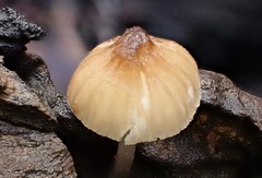 Mycena subgalericulata