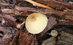 Mycena subgalericulata